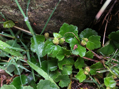 Hydrocotyle setulosa
