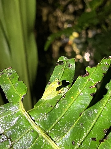 Glass frog, Chimerella mariaelenae