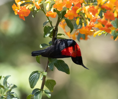 Red-collared Myzomela (Myzomela rosenbergii), photo 4