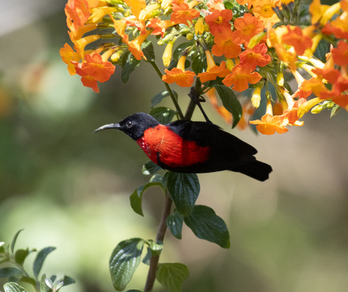 Red-collared Myzomela (Myzomela rosenbergii), photo 5