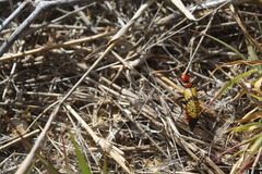 Tegrodera aloga