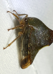 Telamona monticola