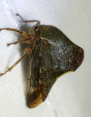 Telamona monticola