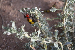 Tegrodera aloga