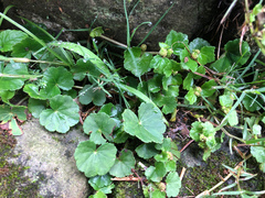 Hydrocotyle setulosa