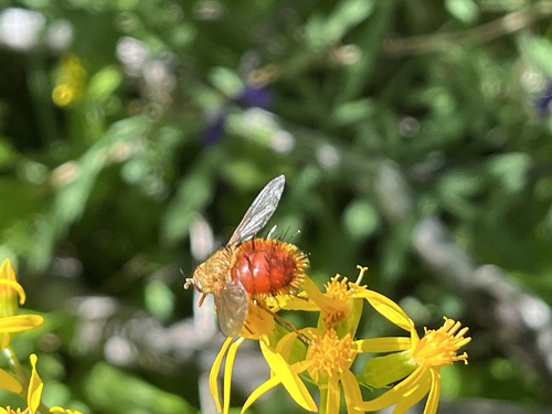 iNaturalist observation photo of Adejeania vexatrix