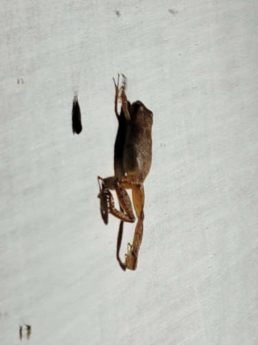 Spring Peeper
