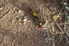 Tegrodera aloga