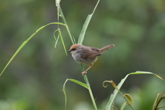 Cisticola chubbi