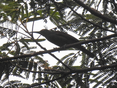 Melilestes megarhynchus observed 2026-07-25
