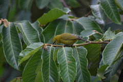 Zosterops stuhlmanni