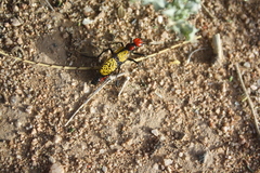 Tegrodera aloga