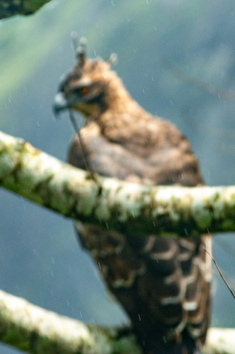 Legge's Hawk-Eagle (Nisaetus kelaarti), photo 2