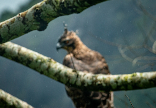Legge's Hawk-Eagle (Nisaetus kelaarti), photo 3