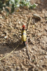 Tegrodera aloga