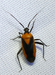 Taedia