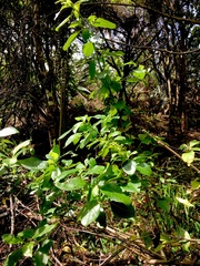 Coprosma macrocarpa minor