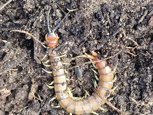 Orange-footed Centipede
