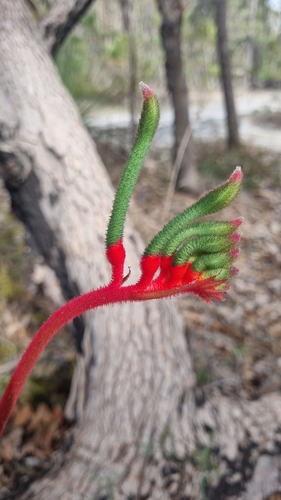 Red and Green Kangaroo Paw