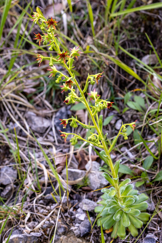 Saxifraga mutata, photograph 2