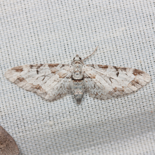 Eupithecia zelmira photo 4