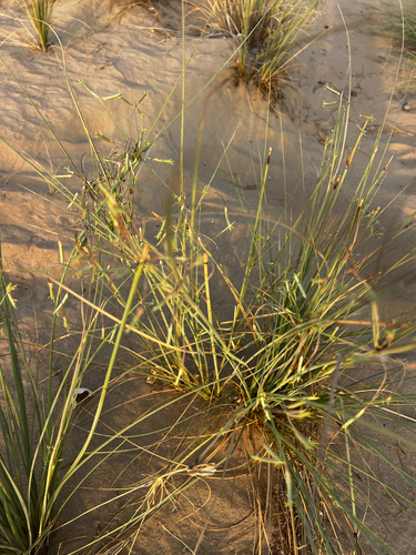 Cyperus conglomeratus observed 2026-07-25