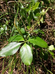 Coprosma macrocarpa minor