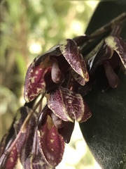 Pleurothallis restrepioides