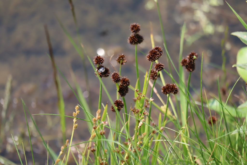 Juncus ensifolius; photograph (c) Henry "Nick" Robertson, some rights reserved (CC BY-SA)