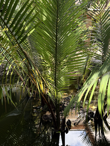Mangrove Palm