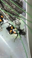Nicrophorus carolina