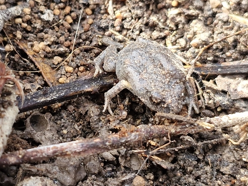 Smooth Toadlet