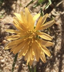 Malacothrix californica