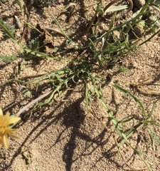 Malacothrix californica