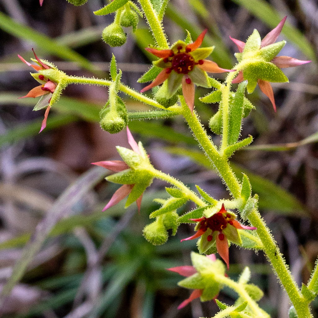 Saxifraga mutata; photograph (c) Wolfgang Thomas, some rights reserved (CC BY)