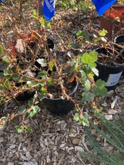 Ribes speciosum