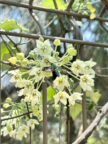 Funastrum pannosum, photograph 4