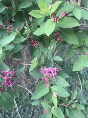 Lonicera sempervirens