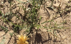 Malacothrix californica