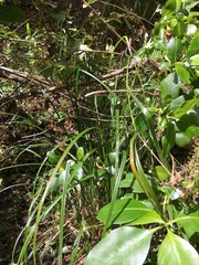 Coprosma macrocarpa minor