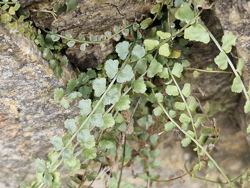 Necklace Fern