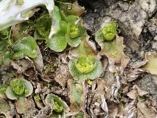 Crescent-cup liverwort