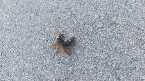 Mammoth Scoliid Wasp