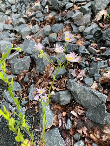 fleabanes and horseweeds