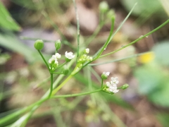 Spermolepis diffusa