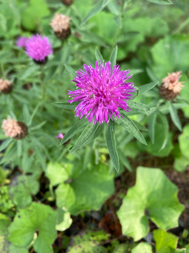 black knapweed