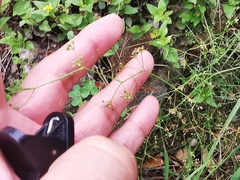 Spermolepis diffusa