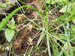 Spermolepis diffusa