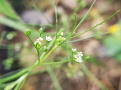 Spermolepis diffusa