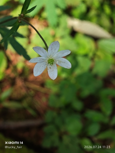 Eriocapitella rivularis, 2026-07-24